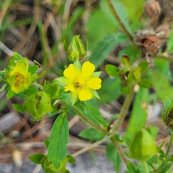 Potentilla norvegica Cvet