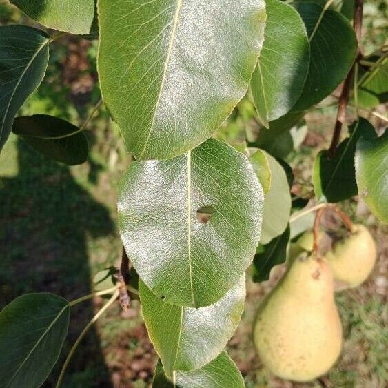 Pyrus communis Leht