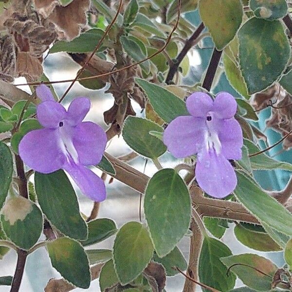 Streptocarpus saxorum Flower