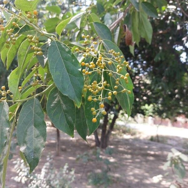 Ehretia acuminata Ffrwyth