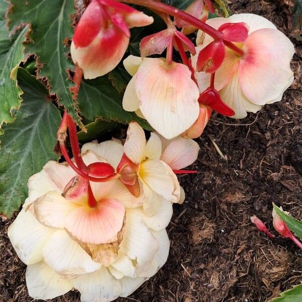 Begonia grandis Flower