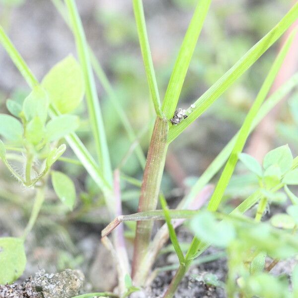 Cyperus difformis Кара