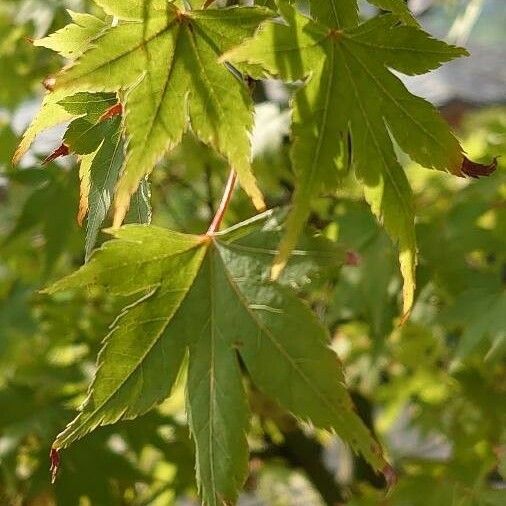 Acer palmatum Лист