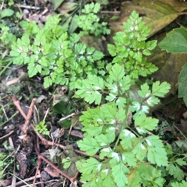 Anthriscus cerefolium Feuille