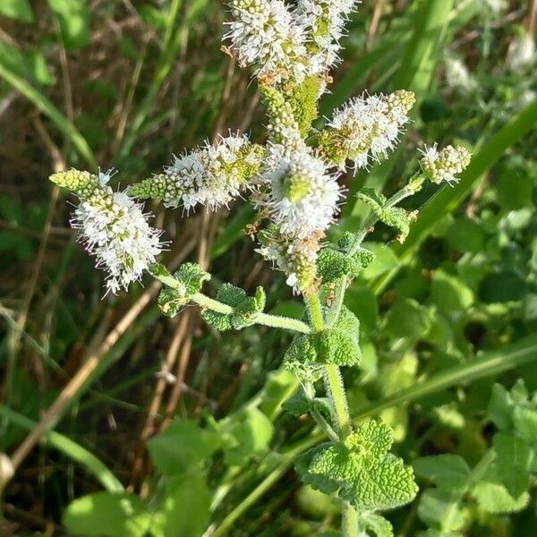 Mentha suaveolens Blomma