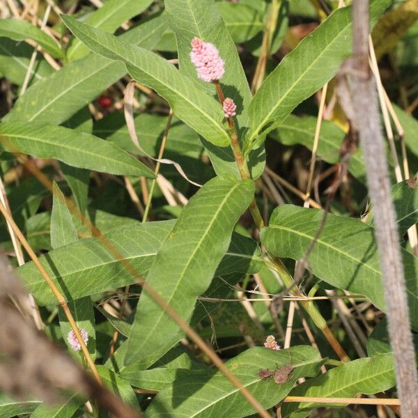 Persicaria amphibia Leaf