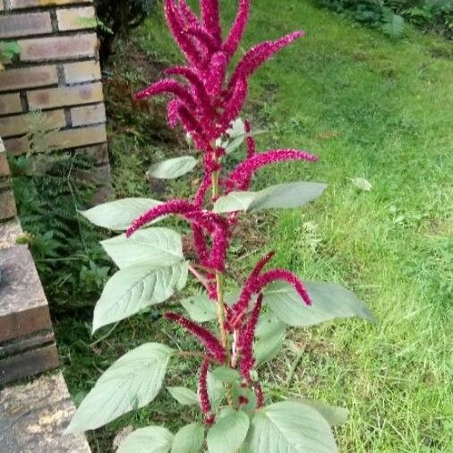 Amaranthus caudatus Habit