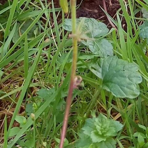 Misopates orontium Flor