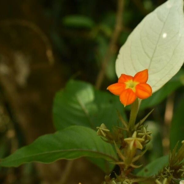 Mussaenda frondosa 花