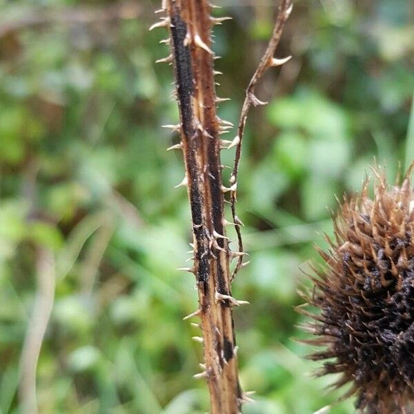 Dipsacus sativus Lubje