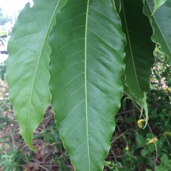 Magnolia champaca Leaf