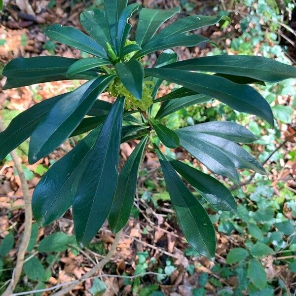 Daphne laureola Hoja