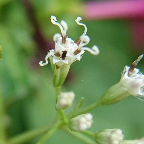Mikania cordifolia Virág