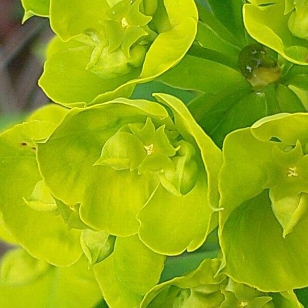 Euphorbia esula Flower