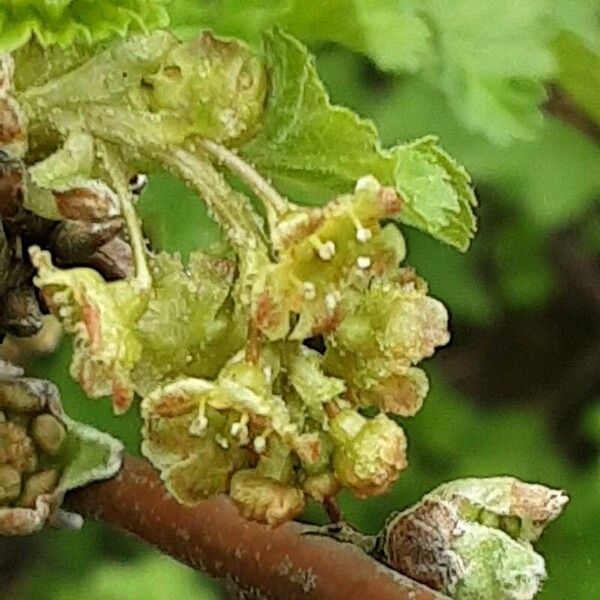 Ribes rubrum Кветка