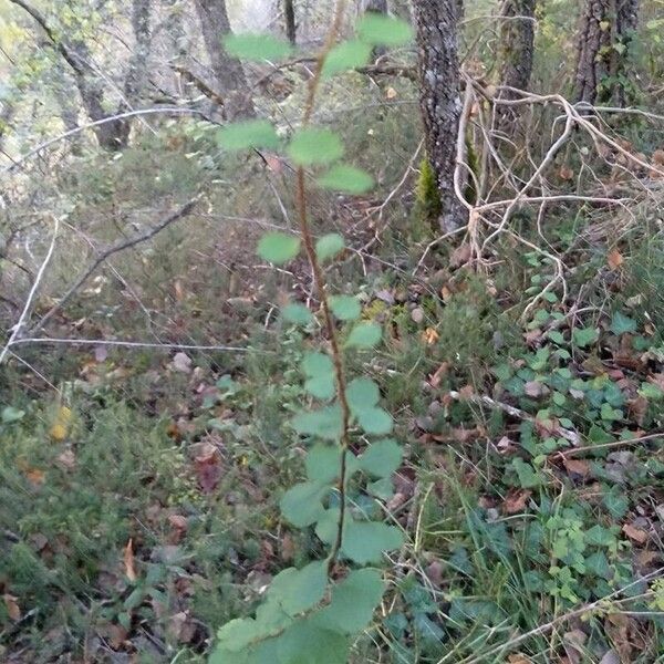 Spiraea trilobata Характер