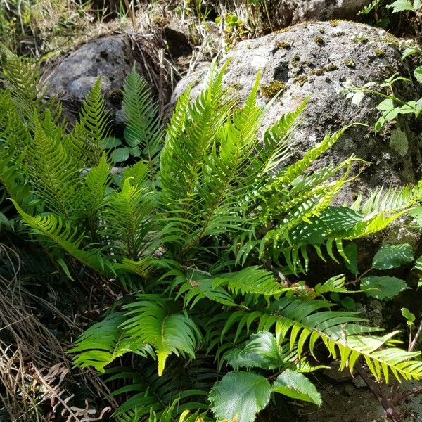 Polystichum falcinellum Lapas