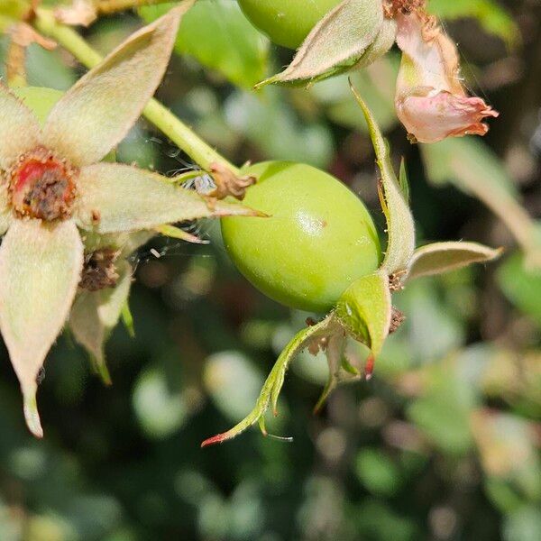 Rosa sempervirens Fruit