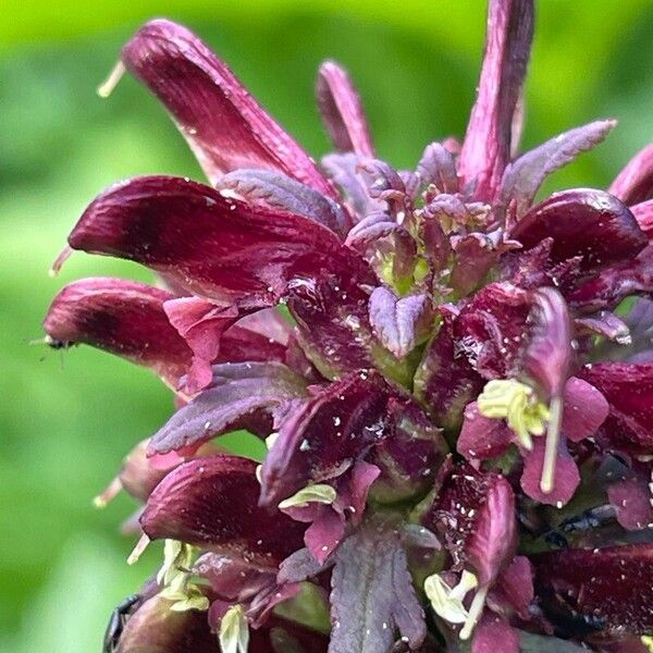 Pedicularis recutita Floro