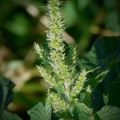 Amaranthus spinosus Kukka