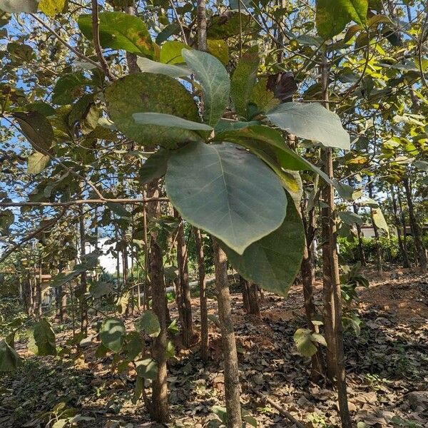 Tectona grandis Leaf