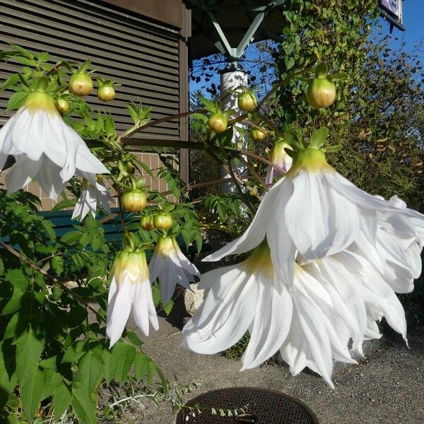 Dahlia imperialis Virág