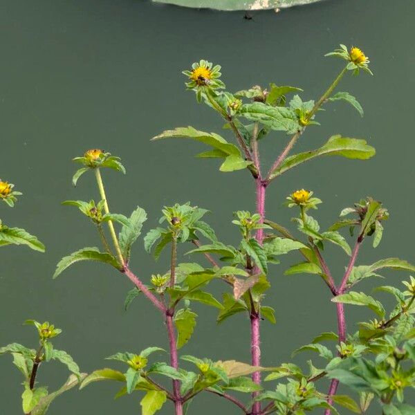 Bidens tripartita 整株植物