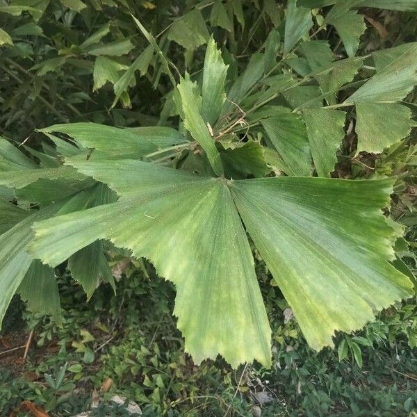 Caryota mitis List