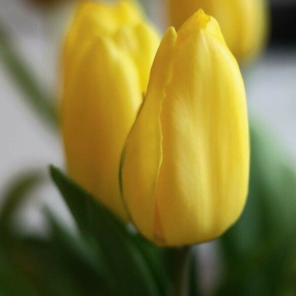 Tulipa gesneriana Flower