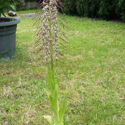 Himantoglossum hircinum Цветок