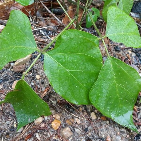 Pueraria montana Leaf