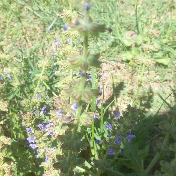 Salvia verbenaca Ліст