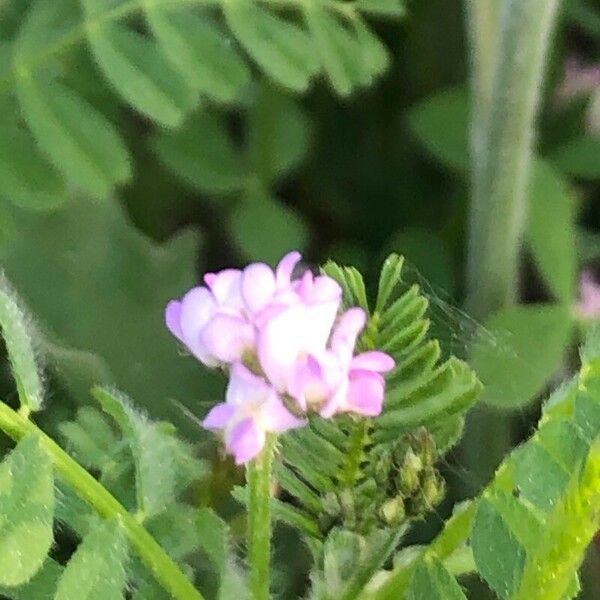 Biserrula pelecinus Flower