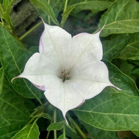 Datura inoxia Flower