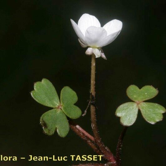 Ranunculus ololeucos Ostatní