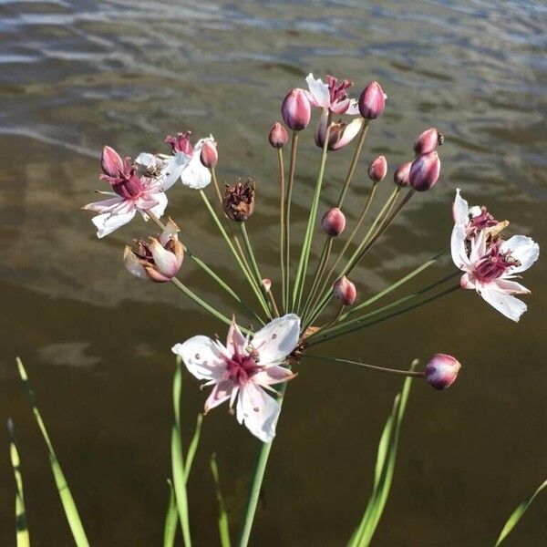 Butomus umbellatus Flower