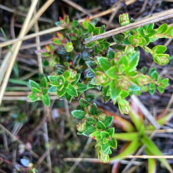 Gaultheria myrsinoides Лист