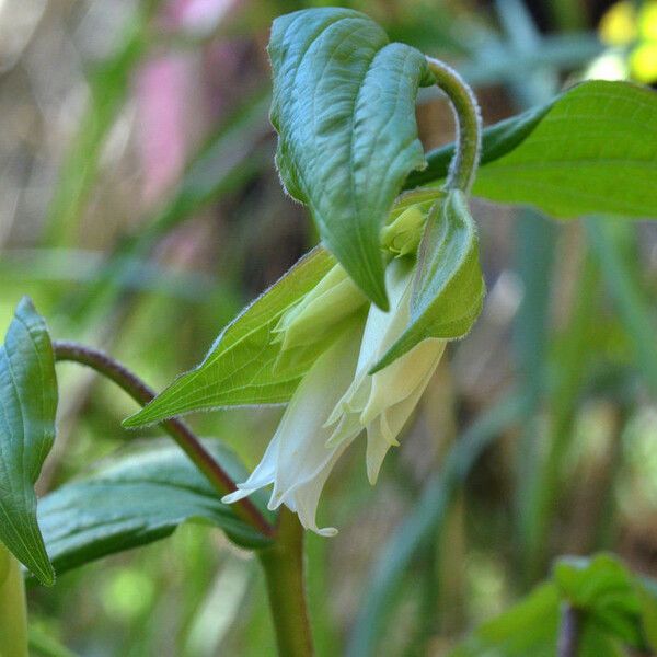 Prosartes smithii Çiçek