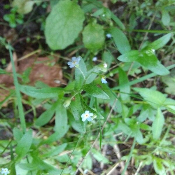 Myosotis scorpioides Fleur