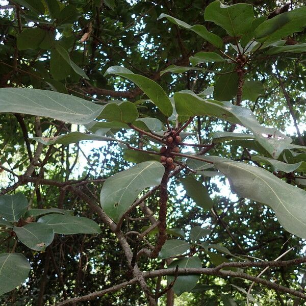 Ficus lutea Other