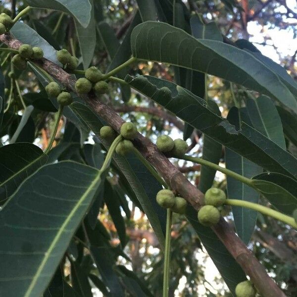 Ficus salicifolia Vili