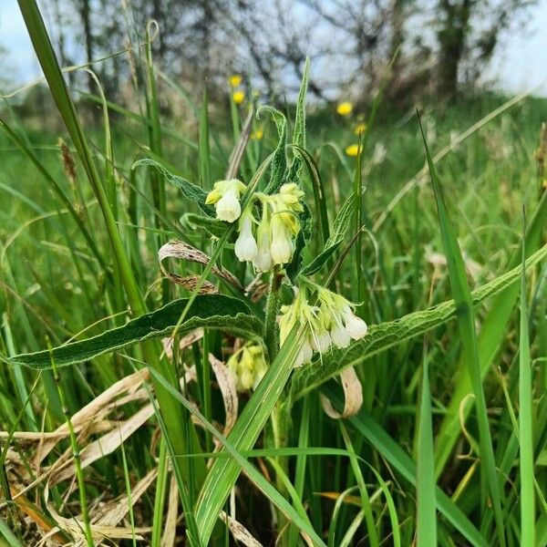 Symphytum officinale Flors