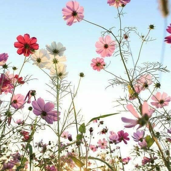 Cosmos bipinnatus Blüte