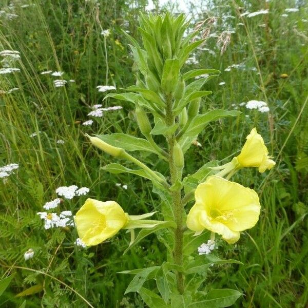 Oenothera biennis Žiedas