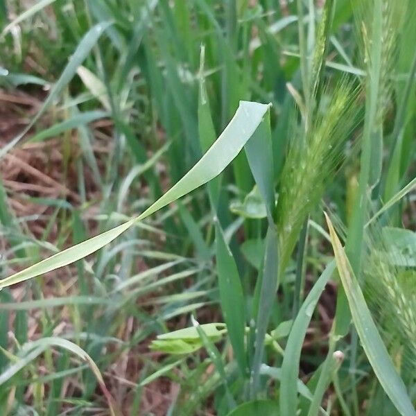 Hordeum murinum Lehti