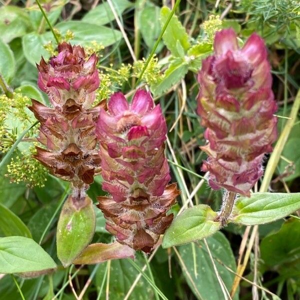 Prunella grandiflora Кветка