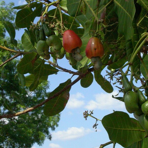 Anacardium occidentale ഫലം