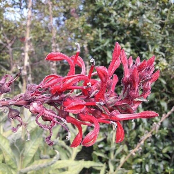 Lobelia tupa Bloem