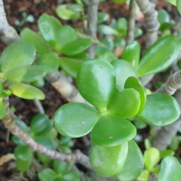 Crassula ovata Leaf