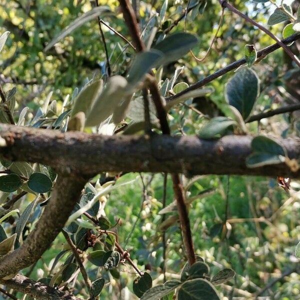 Cotoneaster induratus 樹皮